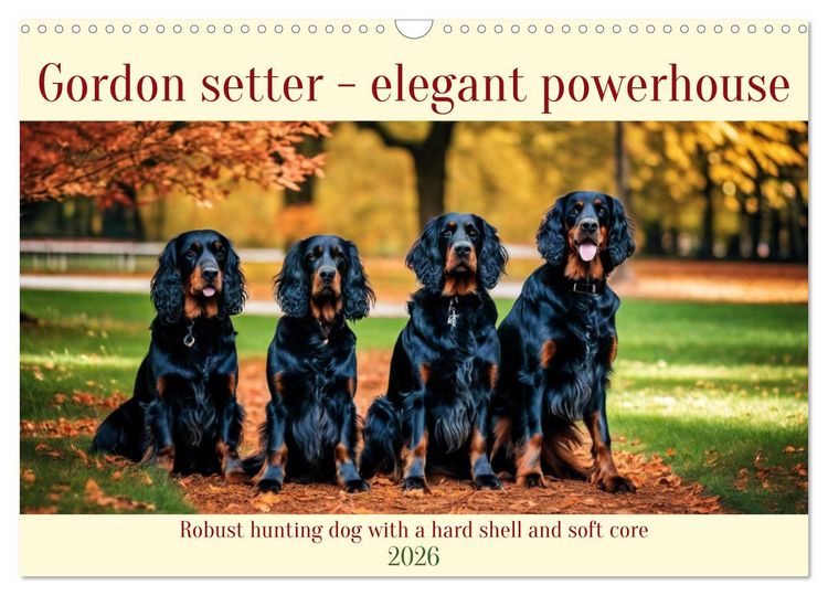 Produktbild: Gordon Setter - elegant powerhouse (Wall Calendar 2026 DIN A3 landscape), CALVENDO 12 Month Wall Calendar