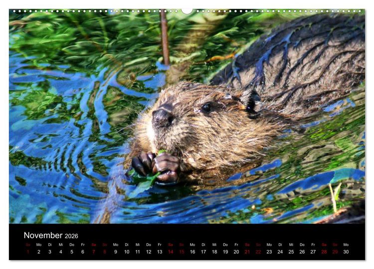 Produktbild: Das Leben der Biber (hochwertiger Premium Wandkalender 2026 DIN A2 quer), Kunstdruck in Hochglanz