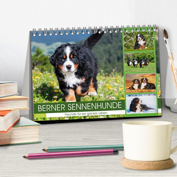 Produktbild: Berner Sennenhunde - Freunde f&uuml;r ein ganzes Leben (Tischkalender 2026 DIN A5 quer), CALVENDO Monatskalender