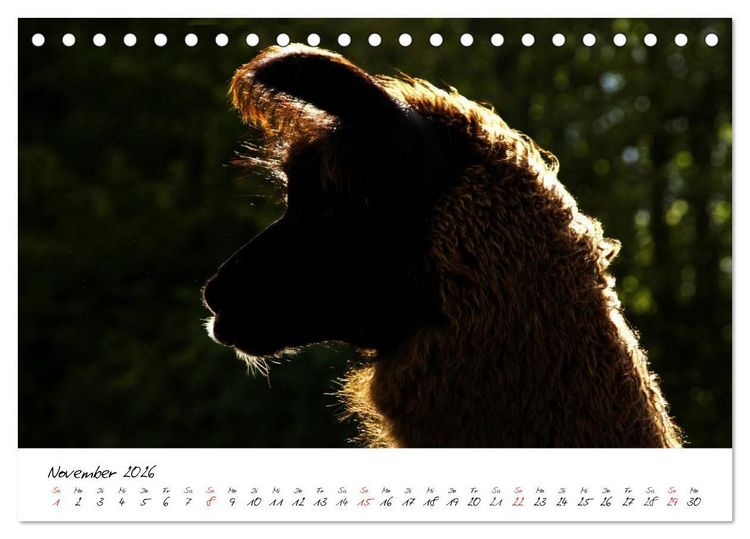 Produktbild: DIE LAMAS VON DER LAHN (Tischkalender 2026 DIN A5 quer), CALVENDO Monatskalender