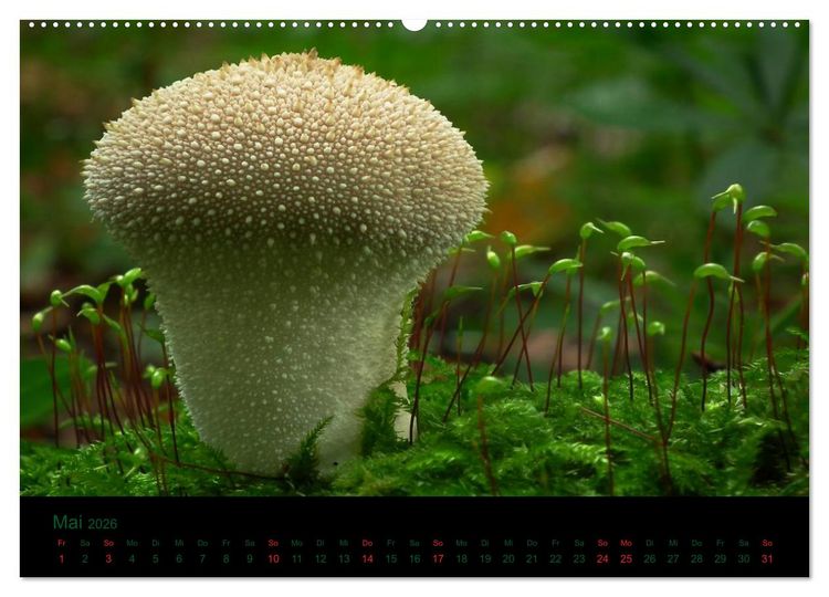 Produktbild: Im Reich der Pilze (Wandkalender 2026 DIN A2 quer), CALVENDO Monatskalender