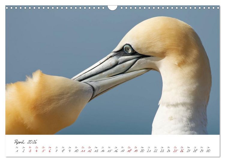 Produktbild: Vogelwelt Helgoland - von Ostfriesenfotografie (Wandkalender 2026 DIN A3 quer), CALVENDO Monatskalender