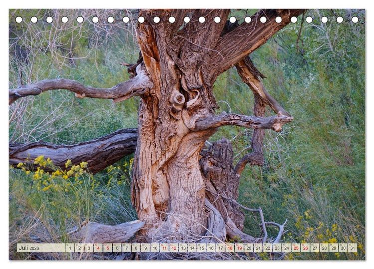 Produktbild: Geisterb&auml;ume (Tischkalender 2026 DIN A5 quer), CALVENDO Monatskalender