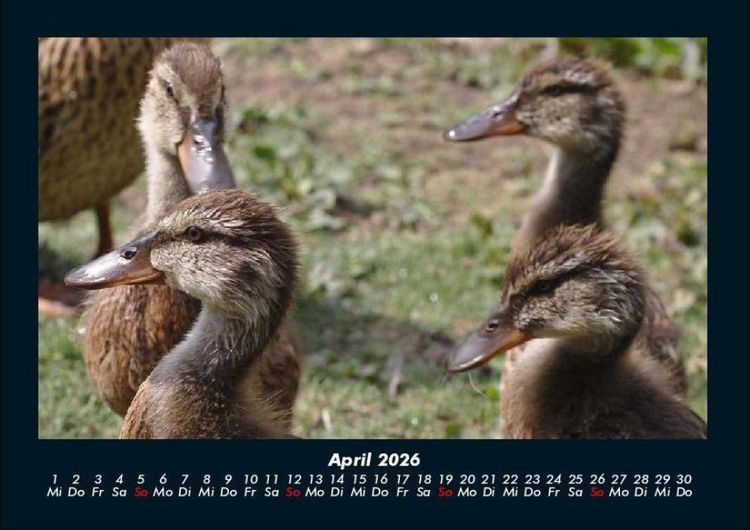Produktbild: Enten 2026 Fotokalender DIN A4
