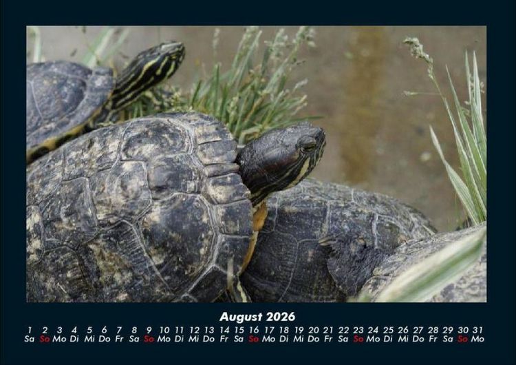 Produktbild: Schildkr&ouml;tenzauber 2026 Fotokalender DIN A4