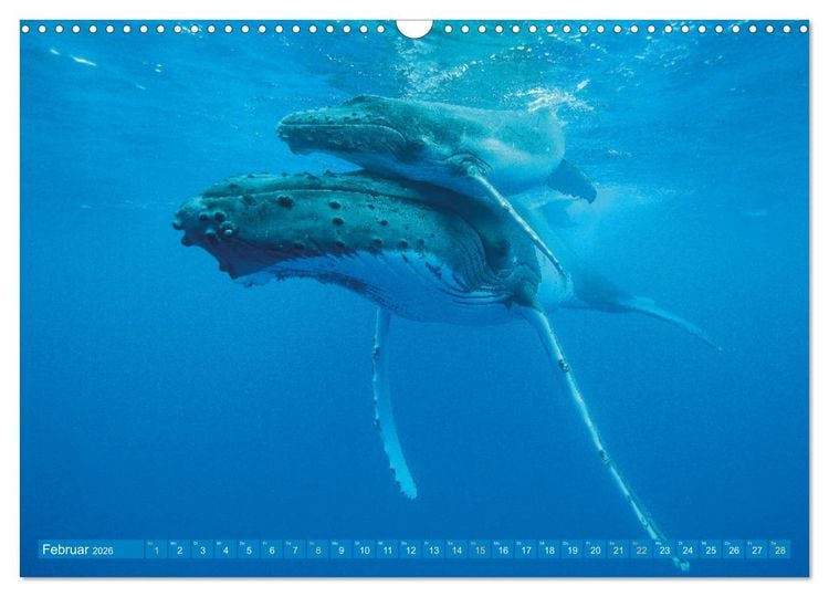 Produktbild: Wale: Giganten der Meere (Wandkalender 2026 DIN A3 quer), CALVENDO Monatskalender