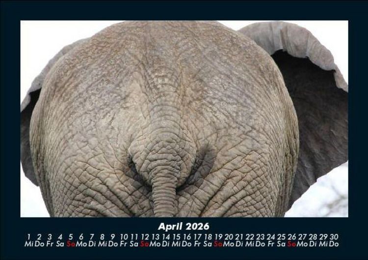 Produktbild: Tiere im Zoo 2026 Fotokalender DIN A5
