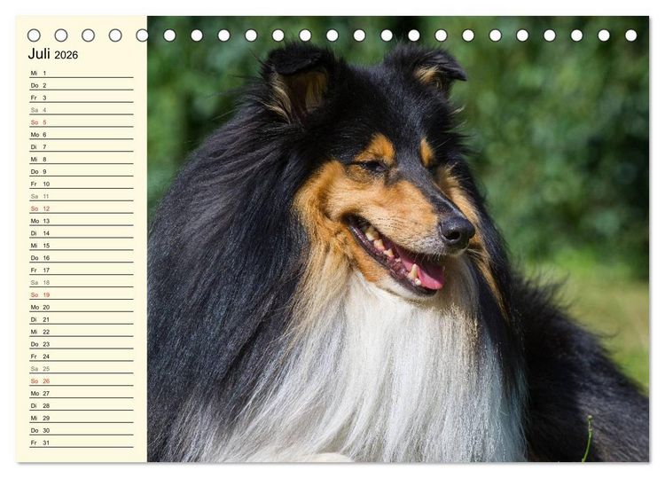 Produktbild: Collie - Mein bester Freund (Tischkalender 2026 DIN A5 quer), CALVENDO Monatskalender