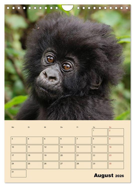 Produktbild: Gorillas (Wandkalender 2026 DIN A4 hoch), CALVENDO Monatskalender