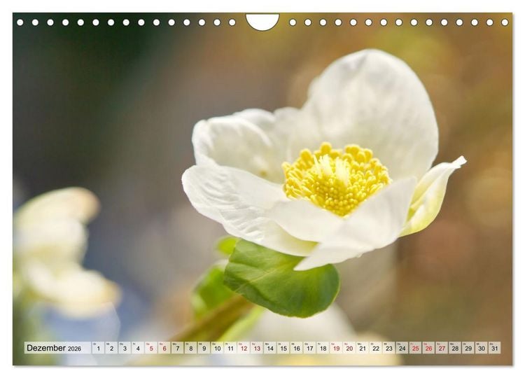 Produktbild: Wenn Bl&uuml;ten tr&auml;umen tanzt das Licht (Wandkalender 2026 DIN A4 quer), CALVENDO Monatskalender