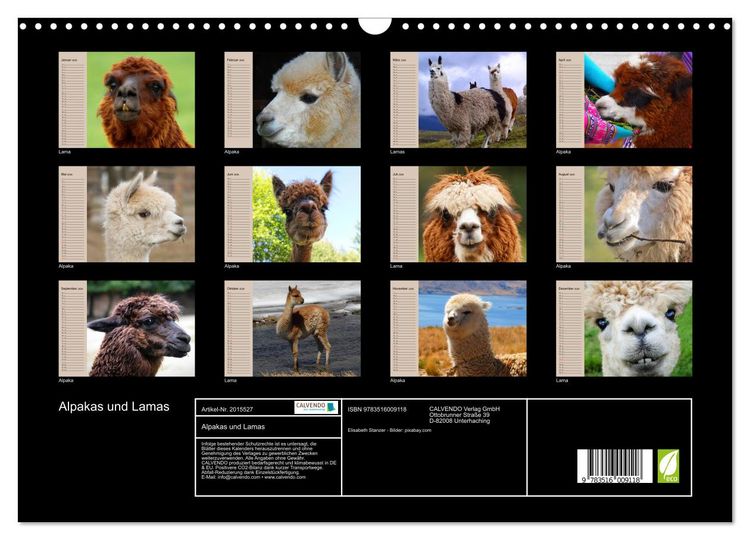 Produktbild: Alpakas und Lamas (Wandkalender 2026 DIN A3 quer), CALVENDO Monatskalender