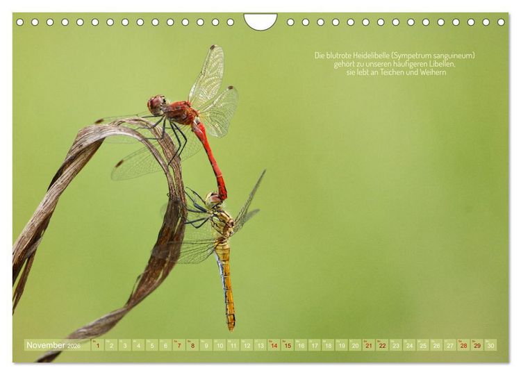 Produktbild: Frankens Insekten (Wandkalender 2026 DIN A4 quer), CALVENDO Monatskalender
