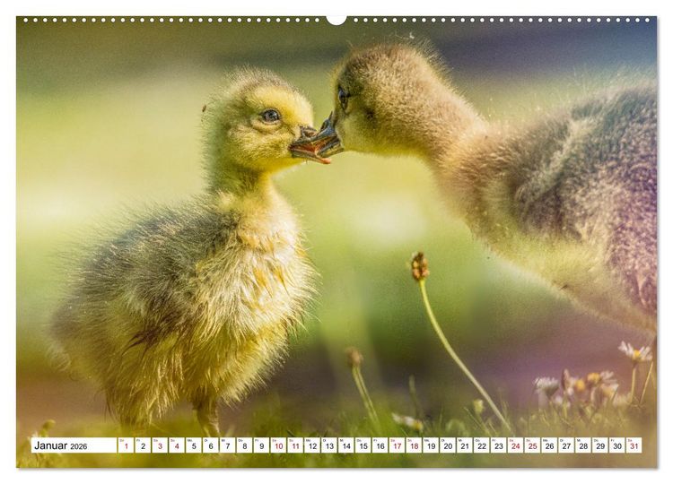 Produktbild: Flauschige Momente! Enten- und G&auml;nsek&uuml;ken im Jahreslauf (Wandkalender 2026 DIN A2 quer), CALVENDO Monatskalender
