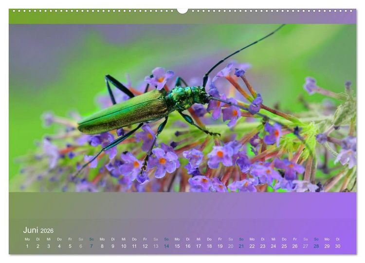 Produktbild: Falter, K&auml;fer und Co.faszinierend, doch extrem gef&auml;hrdet (Wandkalender 2026 DIN A2 quer), CALVENDO Monatskalender