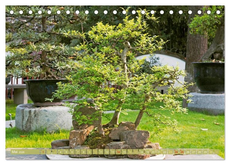 Produktbild: Gartenkunst aus Japan: Bonsai (Tischkalender 2026 DIN A5 quer), CALVENDO Monatskalender