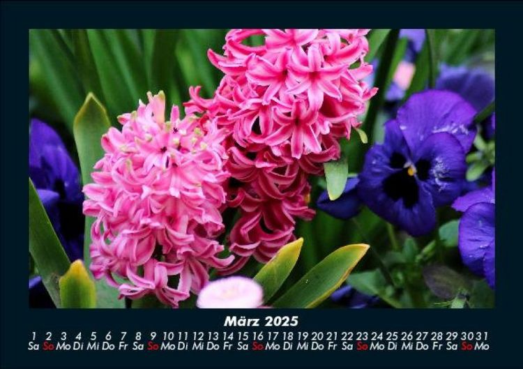 Produktbild: Blumentr&auml;ume 2025 Fotokalender DIN A5