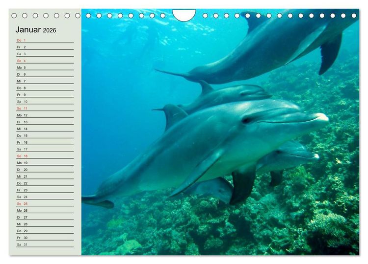 Produktbild: Leben in den Weltmeeren. Delfine, Wale und Haie (Wandkalender 2026 DIN A4 quer), CALVENDO Monatskalender