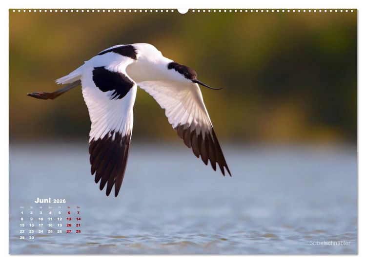 Produktbild: Wattv&ouml;gel an der Friesischen IJsselmeerk&uuml;ste (Wandkalender 2026 DIN A2 quer), CALVENDO Monatskalender