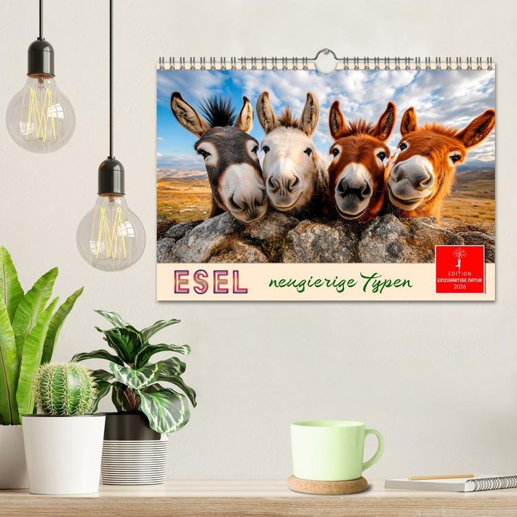 Produktbild: Esel - neugierige Typen (Wandkalender 2026 DIN A4 quer), CALVENDO Monatskalender