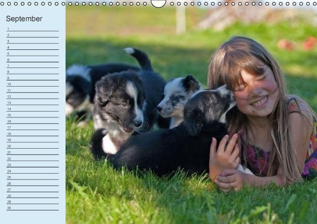 Produktbild: Der Border Collie Geburtstagskalender (Wandkalender immerw&auml;hrend DIN A3 quer)