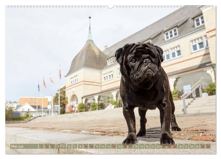 Produktbild: Sylt - Insel der M&ouml;pse (hochwertiger Premium Wandkalender 2026 DIN A2 quer), Kunstdruck in Hochglanz
