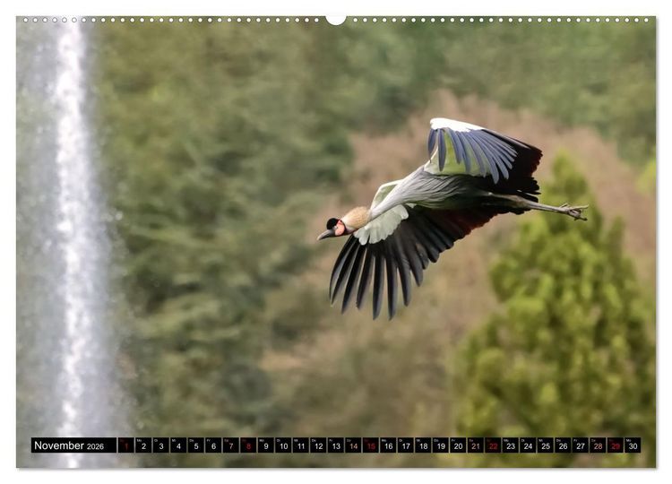 Produktbild: Fantastische V&ouml;gel (Wandkalender 2026 DIN A2 quer), CALVENDO Monatskalender