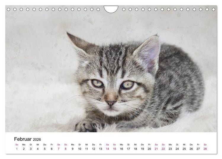 Produktbild: Katzenjahr 2026 (Wandkalender 2026 DIN A4 quer), CALVENDO Monatskalender