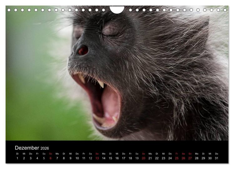 Produktbild: Affentheater (Wandkalender 2026 DIN A4 quer), CALVENDO Monatskalender