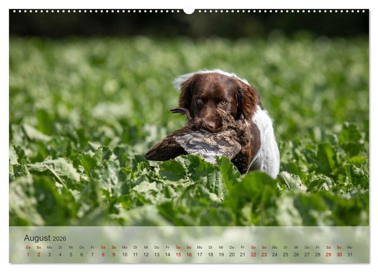 Produktbild: Treue Jagdgef&auml;hrten Der kleine M&uuml;nsterl&auml;nder (hochwertiger Premium Wandkalender 2026 DIN A2 quer), Kunstdruck in Hochglanz