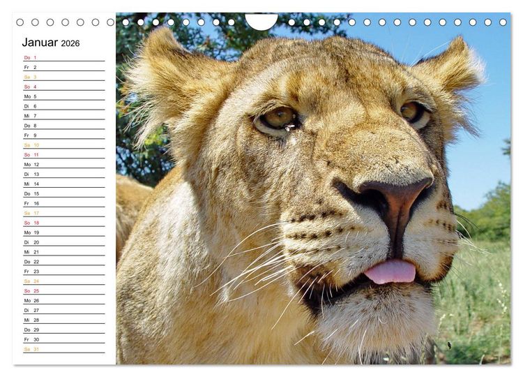 Produktbild: LION KING SELFIES L&ouml;wen hautnah (Wandkalender 2026 DIN A4 quer), CALVENDO Monatskalender