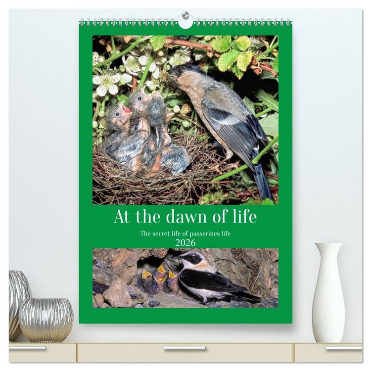 Produktbild: At the dawn of life the secret life of passerines (High Quality Premium Wall Calendar 2026 DIN A2 portrait),CALVENDO 12 Month Wall Calendar