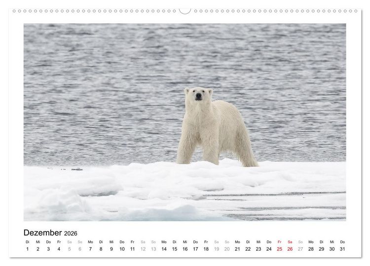 Produktbild: Fauna arctica (Wandkalender 2026 DIN A2 quer), CALVENDO Monatskalender