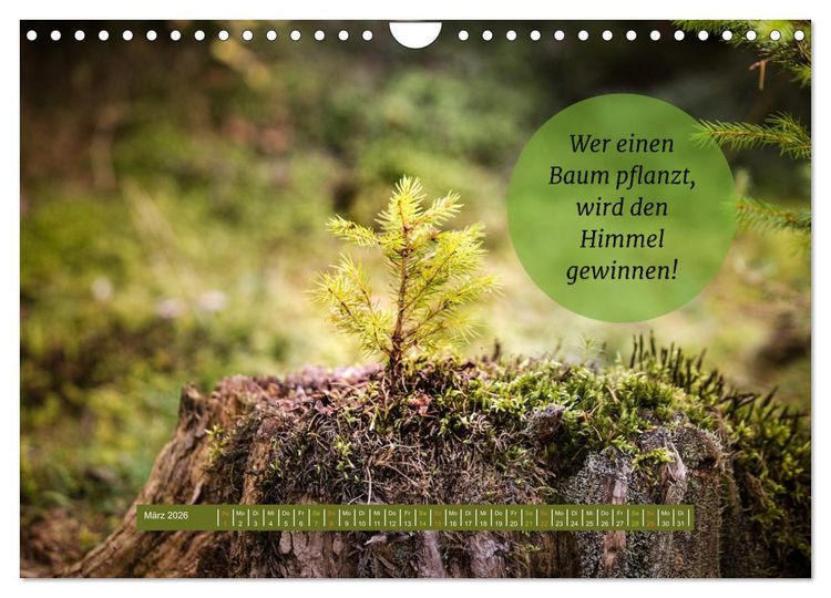 Produktbild: WALD Erholung pur (Wandkalender 2026 DIN A4 quer), CALVENDO Monatskalender