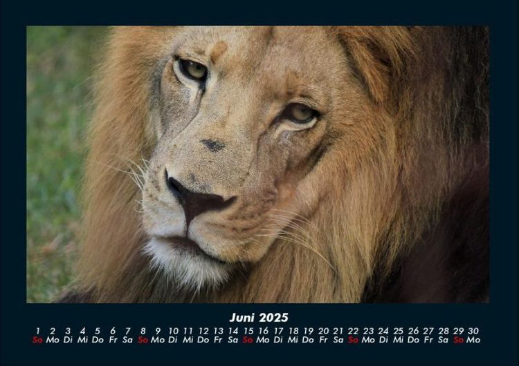 Produktbild: L&ouml;wen in der Wildnis 2025 Fotokalender DIN A4