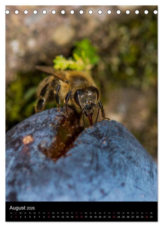 Produktbild: Bienen (Tischkalender 2026 DIN A5 hoch), CALVENDO Monatskalender