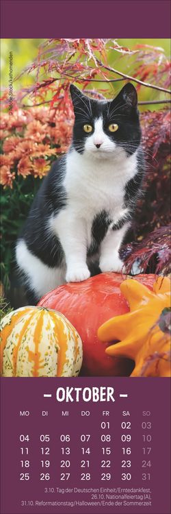 Produktbild: Katzen Lesezeichen & Kalender 2027