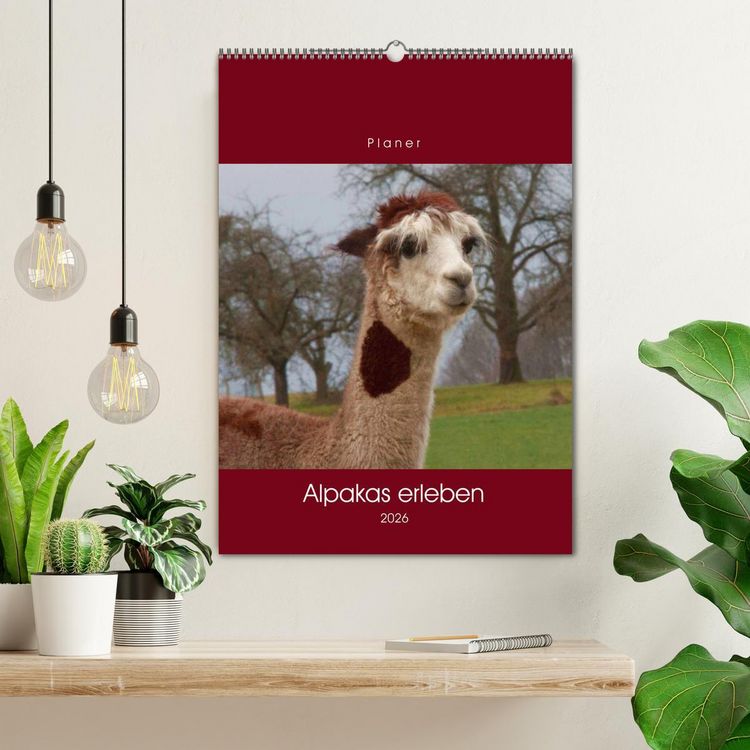 Produktbild: Alpakas erleben (Wandkalender 2026 DIN A2 hoch), CALVENDO Monatskalender