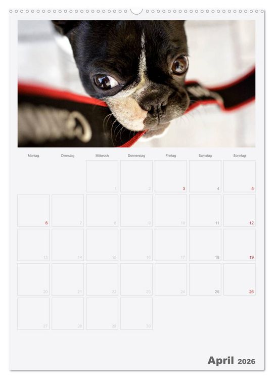 Produktbild: Boston Terrier der Hund 2026 (hochwertiger Premium Wandkalender 2026 DIN A2 hoch), Kunstdruck in Hochglanz