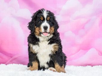 Produktbild: CALVENDO Puzzle Berner Sennenhund Baby | 1000 Teile Lege-Gr&ouml;&szlig;e 64x48cm Foto-Puzzle f&uuml;r gl&uuml;ckliche Stunden
