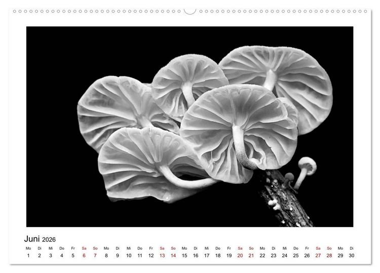 Produktbild: Die grafische Sch&ouml;nheit der Pflanzen &ndash; Schwarz-Wei&szlig; (Wandkalender 2026 DIN A2 quer), CALVENDO Monatskalender