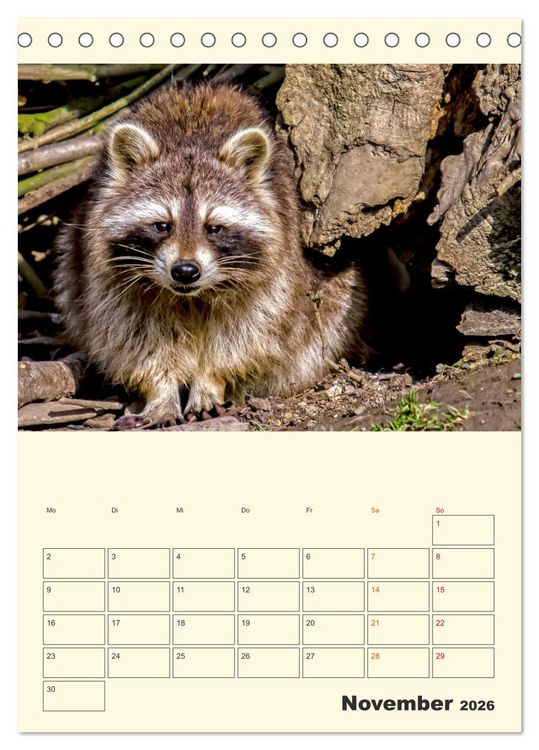 Produktbild: Drolliger Waschb&auml;r (Tischkalender 2026 DIN A5 hoch), CALVENDO Monatskalender