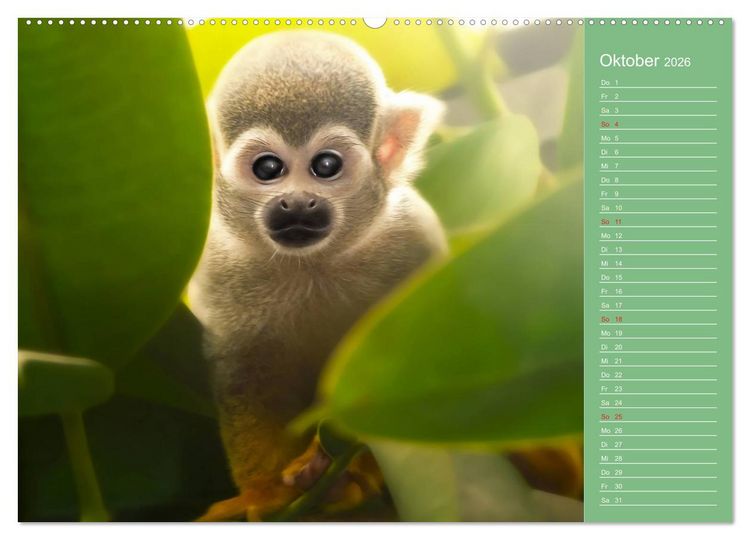 Produktbild: S&uuml;sse Tierwelt / CH-Version / Geburtstagskalender (hochwertiger Premium Wandkalender 2026 DIN A2 quer), Kunstdruck in Hochglanz