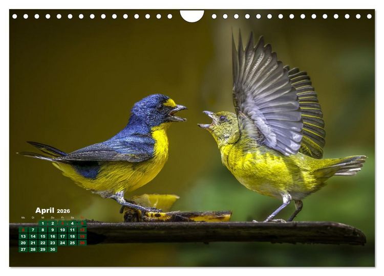 Produktbild: Tropische V&ouml;gel Costa Ricas (Wandkalender 2026 DIN A4 quer), CALVENDO Monatskalender