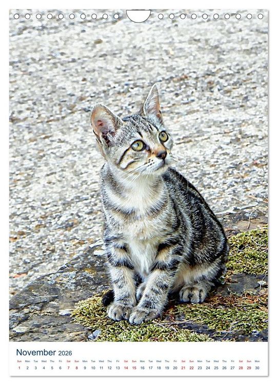 Produktbild: Umbrian Cats (Wall Calendar 2026 DIN A4 portrait), CALVENDO 12 Month Wall Calendar