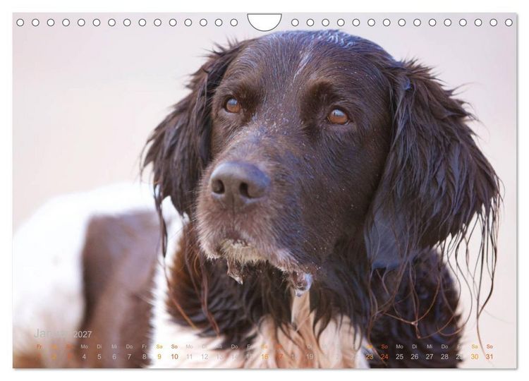 Produktbild: Faszination Jagdhund - Kleiner M&uuml;nsterl&auml;nder (Wandkalender 2027 DIN A4 quer), CALVENDO Monatskalender