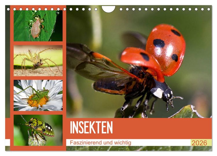 Produktbild: Insekten. Faszinierend und wichtig (Wandkalender 2026 DIN A4 quer), CALVENDO Monatskalender