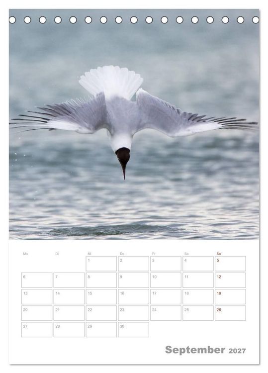 Produktbild: M&ouml;wen - die V&ouml;gel der K&uuml;ste (Tischkalender 2027 DIN A5 hoch), CALVENDO Monatskalender