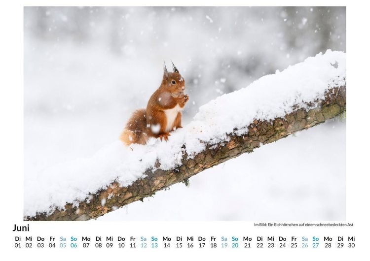 Produktbild: Tiere in Eis und Schnee