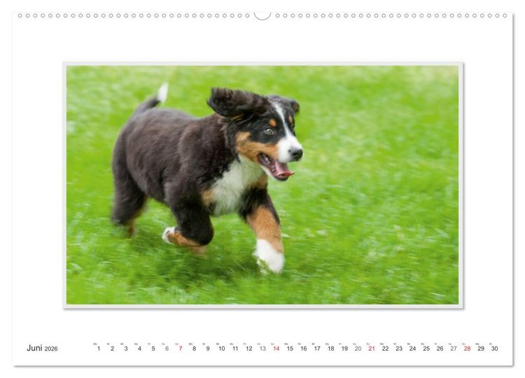 Produktbild: Emotionale Momente: Berner Sennenhund. (Wandkalender 2026 DIN A2 quer), CALVENDO Monatskalender
