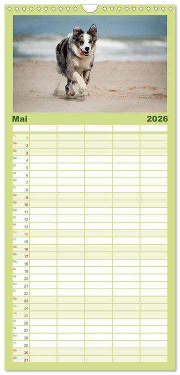 Produktbild: Familienplaner 2026 - Border Collies mit 5 Spalten (Wandkalender, 21 x 45 cm) CALVENDO